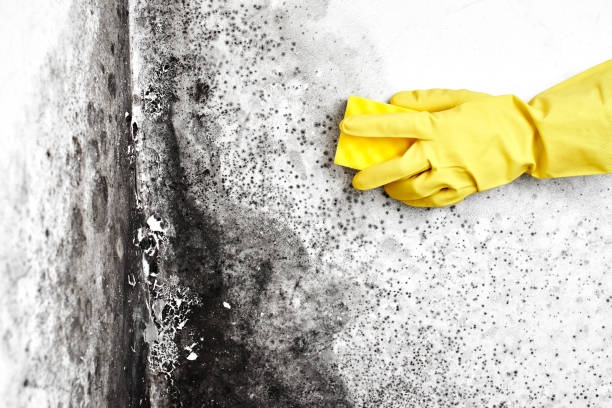 Best Industrial Mold Remediation  in Garden City, KS