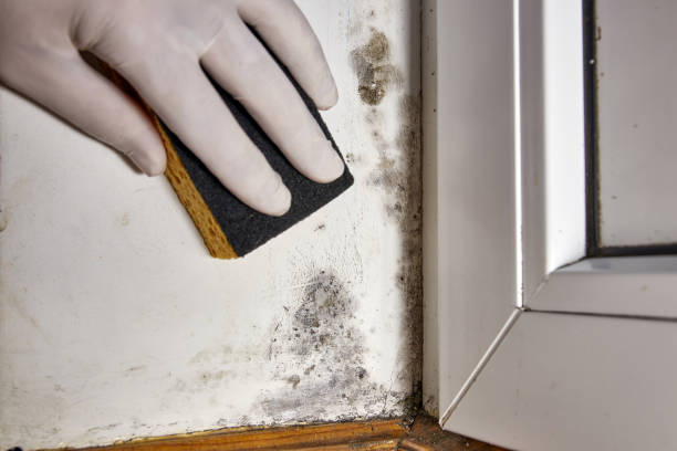 Best Attic Mold Removal  in Garden City, KS